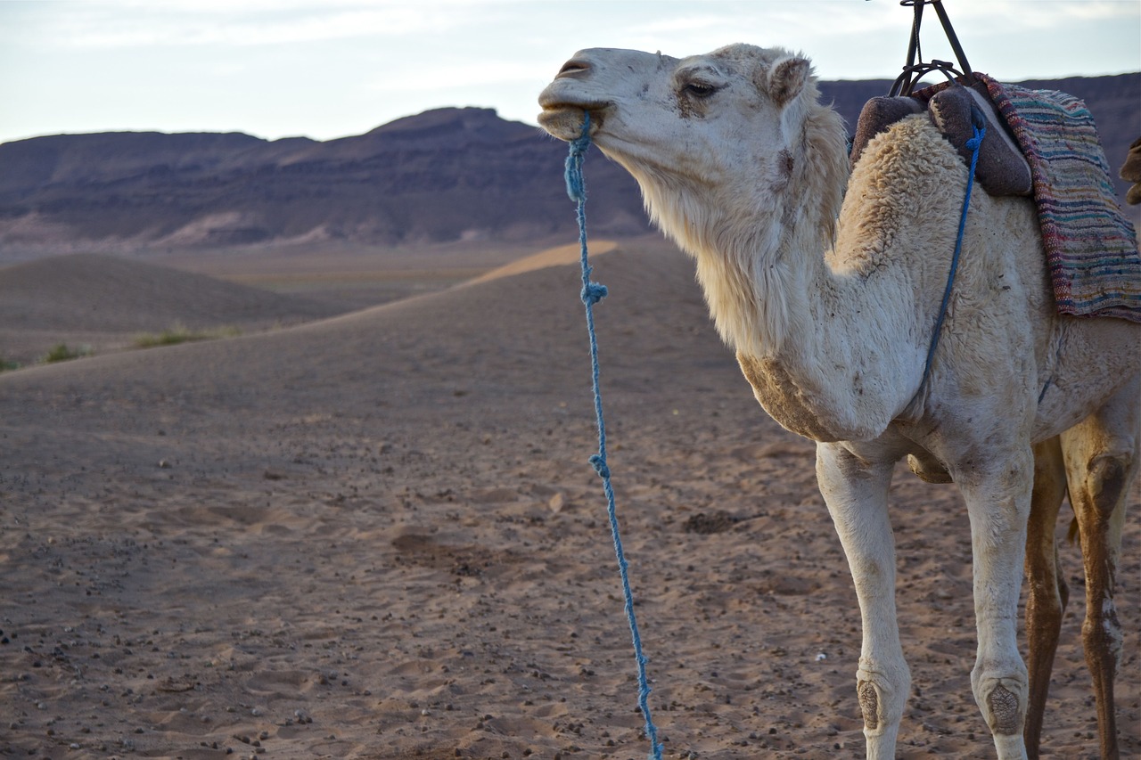 Morocco Camel Trekking & Night in the Desert; Camel Trekking in the Moroccan Sahara